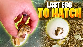 You Won't Believe This Baby Tortoise Is Alive!!! screenshot 2