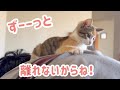 3日ぶりに会ったパパに、かつてない程甘える子猫が可愛すぎた