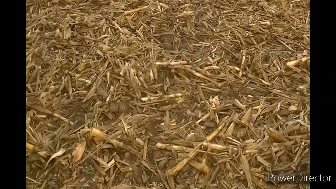 Galgos de Jorgito 2023