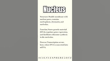 Nucleus structure and function | what are function and structure of nucleus in cell? #Biology