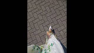 #walking #horse #queen #beauty #habesha #duet #eritrea #dress