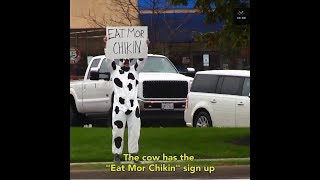 Cow holding eat more chicken sign until something comes up