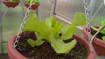 Salad Growth | Timelapse | Raspberry Pi Camera | PiMeetsPlants [ReUpload]