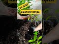 Şaşırtma yapıyoruz #gardening #nature