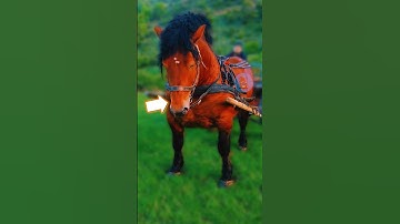 LOÀI NGỰA TO NHẤT THẾ GIỚI | 😨 (Có Thể Bạn Chưa Biết) #fact