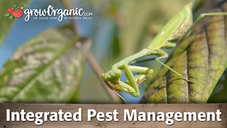 What is Integrated Pest Management (IPM) and How To Use It In Your Garden