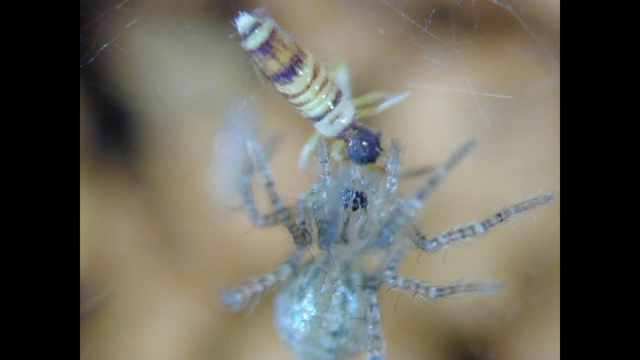 赤ちゃんクモに餌をあげてみた トビムシに咬みついた Youtube