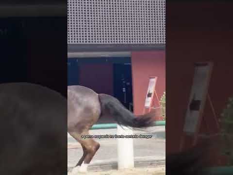 Vídeo: Como ensinar a equitação confiante com o uso de sua lição Cavalos