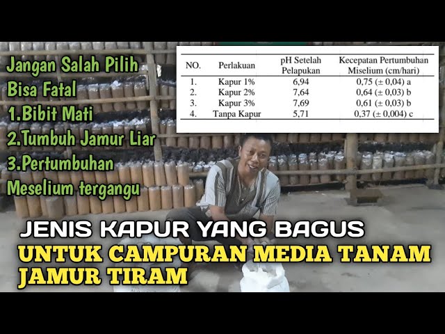 JENIS KAPUR YANG BAGUS UNTUK BUDIDAYA JAMUR TIRAM class=