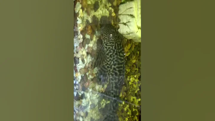 My fish tank