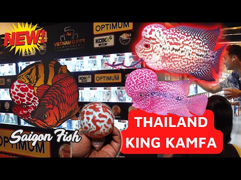 Video MỪNG LỄ QUỐC KHÁNH 2 THÁNG 9 Bán cá La Hán Sài Gòn... - youtube