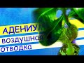 Адениум: размножение воздушной отводкой