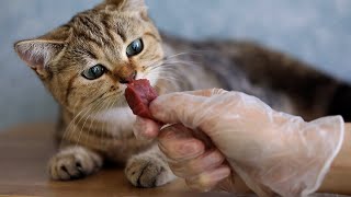 Cat eating beef | Cat food | Cat chewing sound