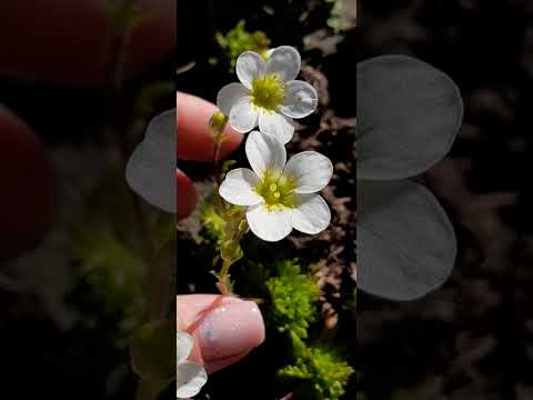 Ломикамінь Арендса білий - килимова рослина (контейнер 0.2-0.3л), видео 1