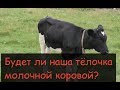 Как вырастить тёлочку на корову// Массаж вымени тёлки//