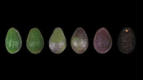 Avocado checker by Agrosta