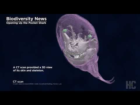 Glow in the dark 'pocket shark' discovered in the Gulf of Mexico