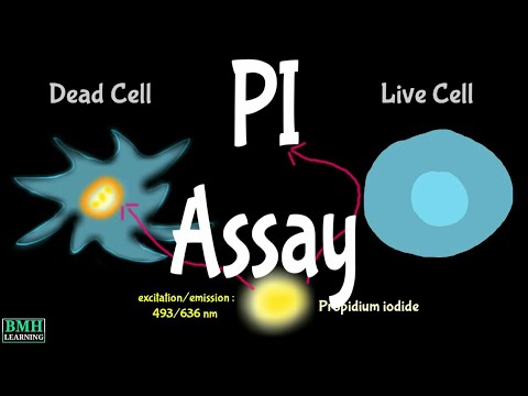 PI Assay PI Staining Propidium Iodide Staining Live Dead Cell Staining 