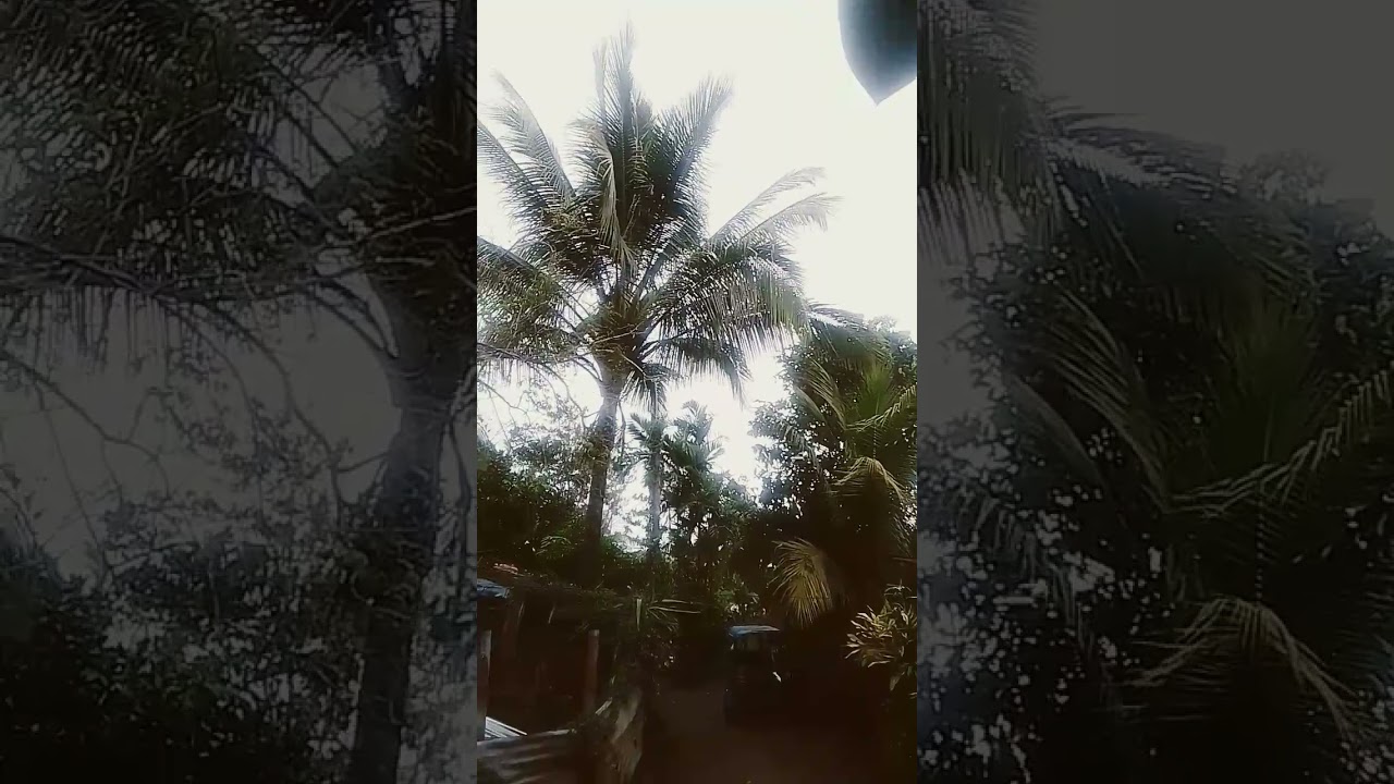 Peanut Business Journey: I like rain but it's bad for the business