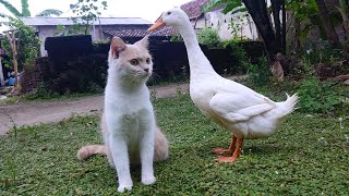 These cats and ducks play in an unforgettable garden🐈🦢💖 by Cat kucing 1,038 views 1 month ago 7 minutes, 10 seconds