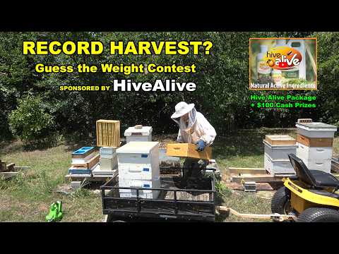 Record Honey Harvest? Guess the Weight and Win!