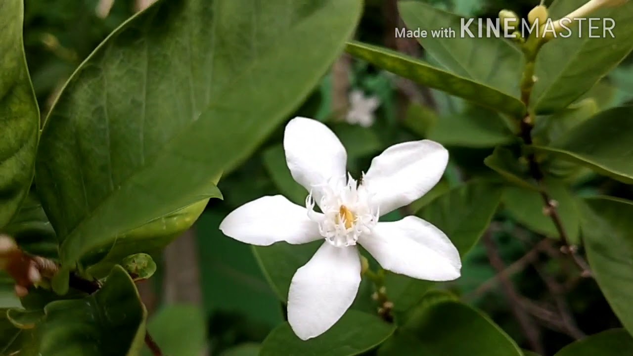 Mga halaman - YouTube