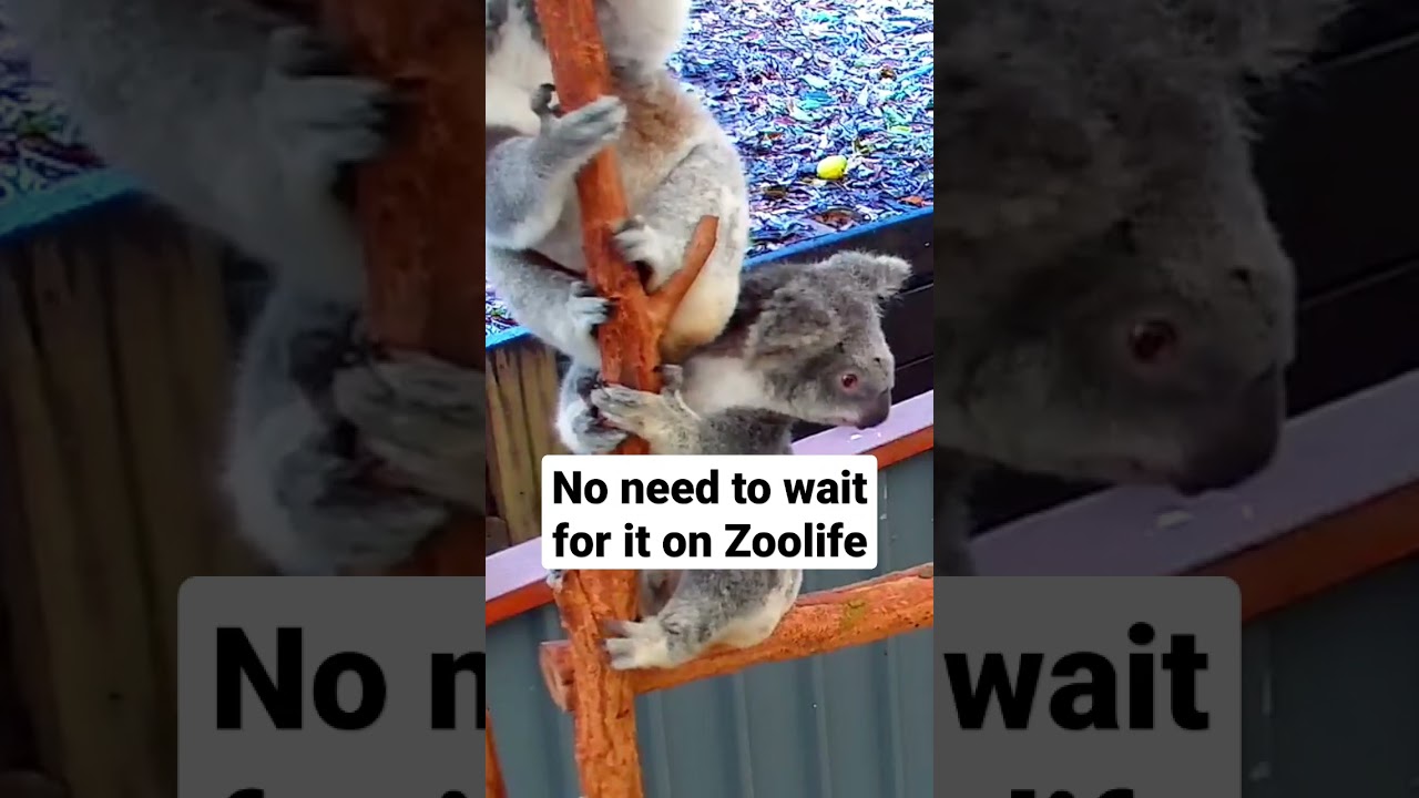 Two Cute Koalas Hanging In A Tree 💚