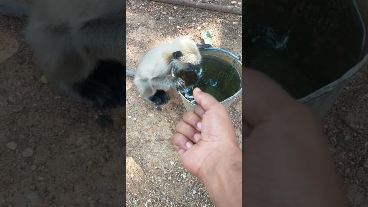 Middle finger dikhata hai sale🐒😂🤪 