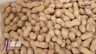 Peanut in Shell Sorting---ANYSORT H Series for sorting the impurities and unqualified peanut
