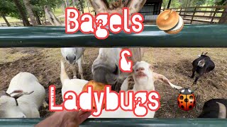 PigTrudy Eats Ladybugs