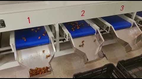 dates grading line / jujube grading machine /Saudi dates /Medjool Dates，Piarom Dates，