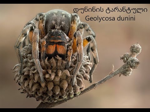 დუნინის ტარანტული(Geolycosa dunini)