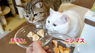 お肉と魚どっちが好きか選んでもらいました！