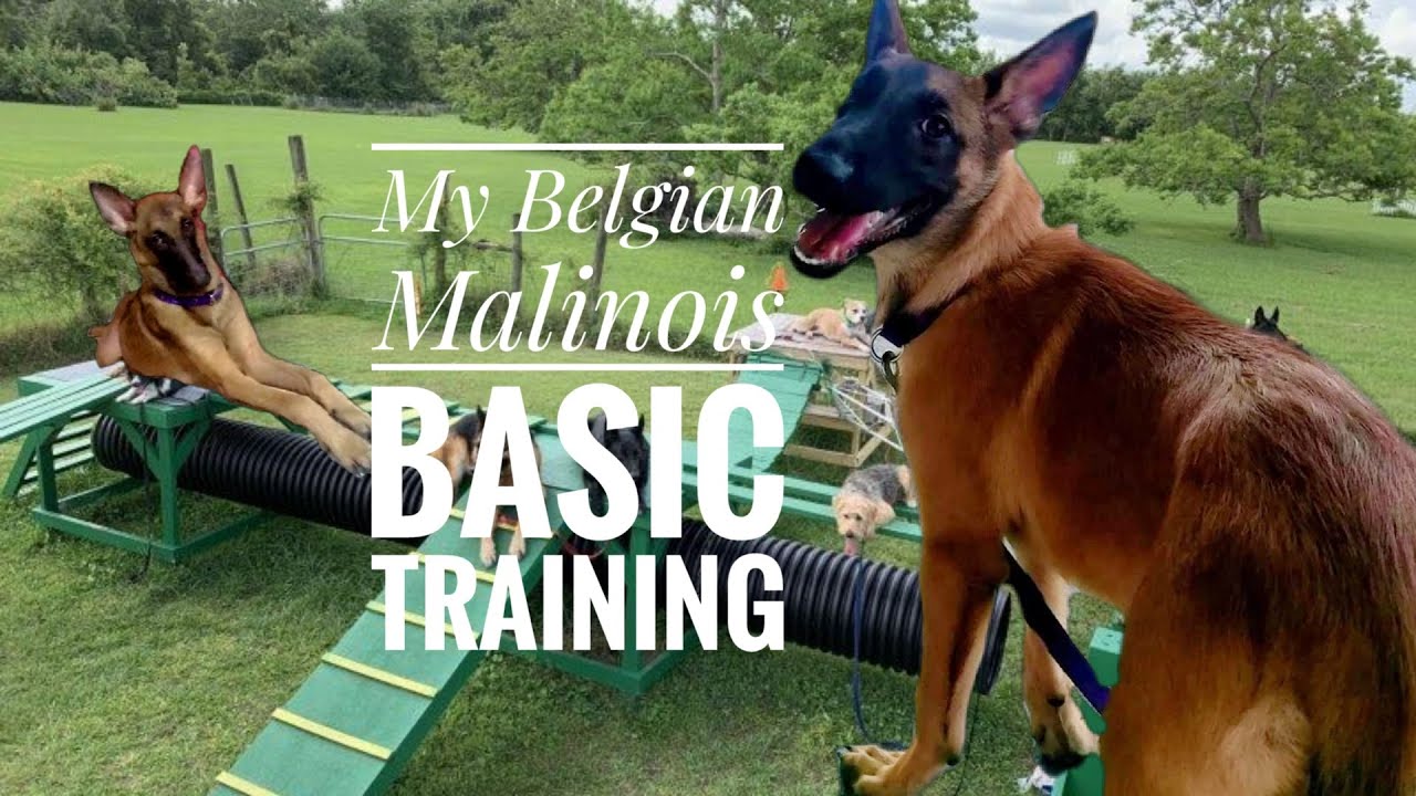 How to Train your Puppy the Basic Obedience Sit Stay Down Roll Shake