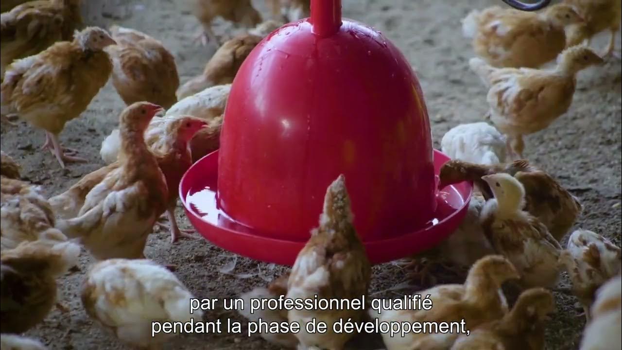 Débecquage Poules pondeuses YouTube