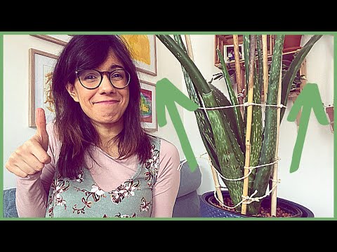 Aloe vera leaves drooping | Aloe vera plant care