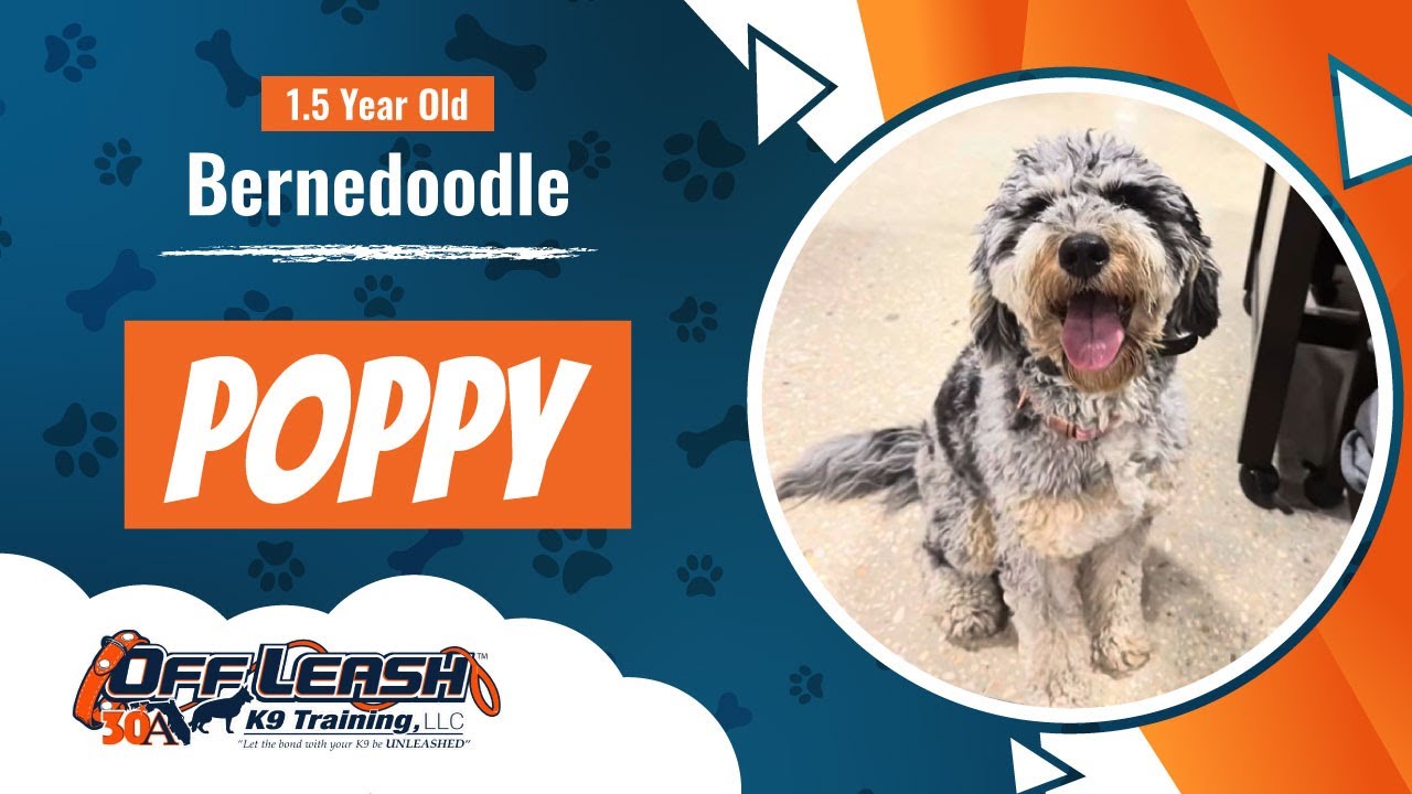 1.5 Years Old - Bernedoodle - Poppy - CUSTOM 1 Week - Best Dog Trainers Florida