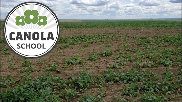 Canola School: Stick to the rotation for long-term...