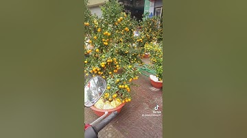 MC97 | Chiến du xuân quất cảnh ngày 30 tất niên rất đẹp rất thú vị  #Shorts