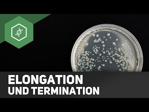 DNA Replikation - Elongation und Termination