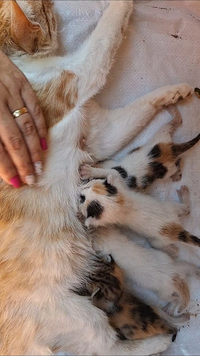 the little cat and her newborn kittens #cute #cat #kitten