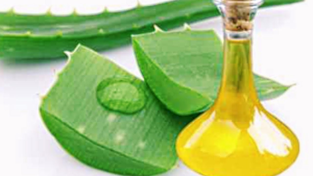 How to Extract Oil from Aloe Vera Plant at Home + Uses & Benefits YouTube