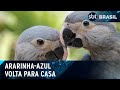 Depois de 20 anos, ararinha-azul volta para natureza | SBT Brasil (30/05/24)