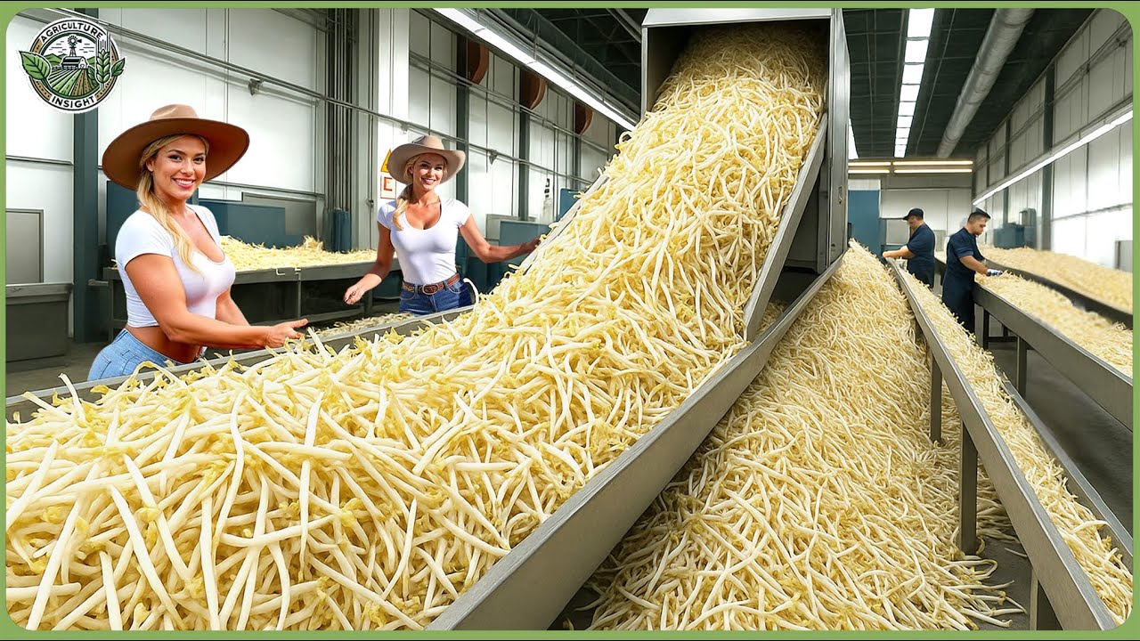 How Million Tons of Bean Sprouts Are Harvested & Processed - Massive Bean Sprout Farming Techniques