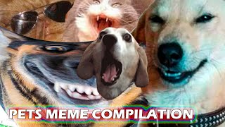 Dogs Meme Compilations
