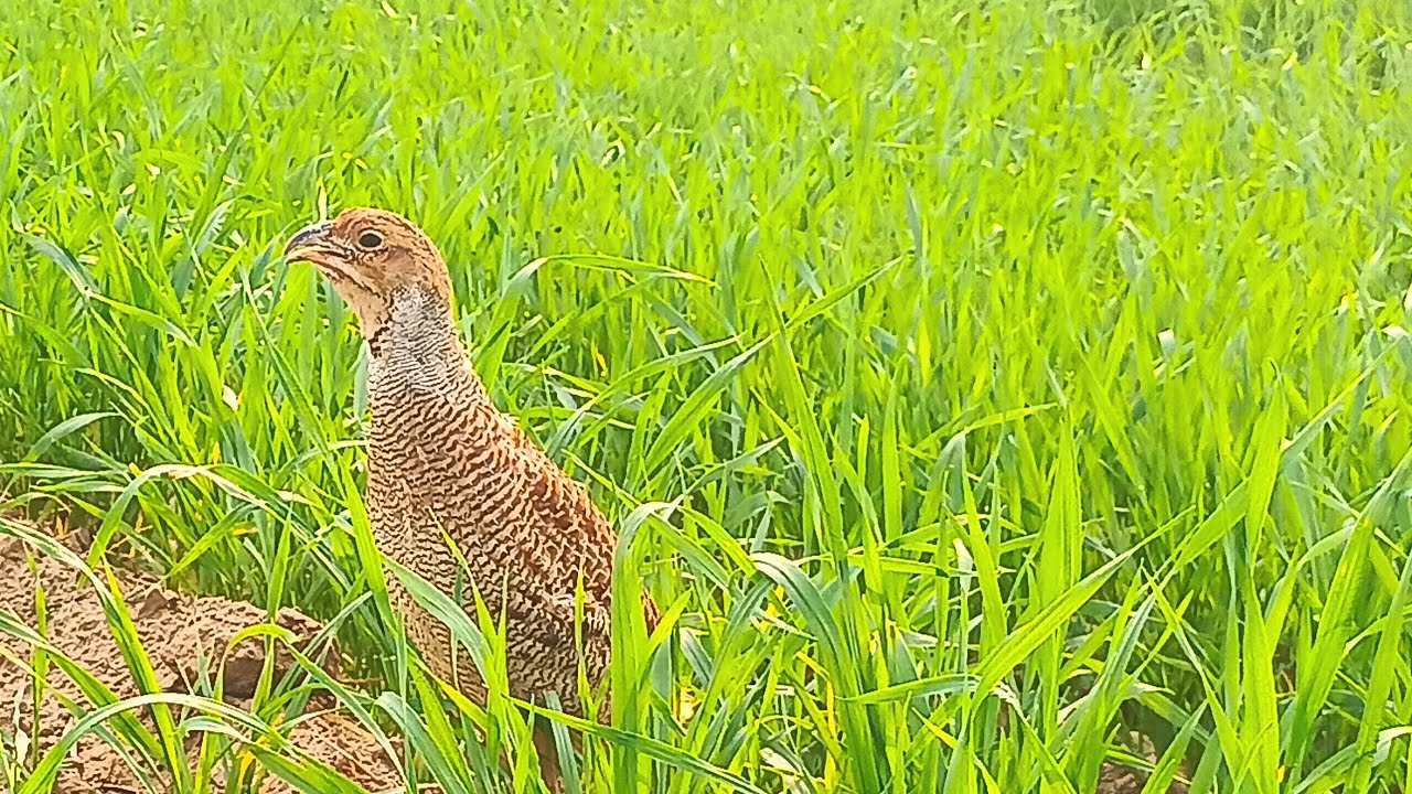 baby pheasant ,partridges bird,teetar foods YouTube
