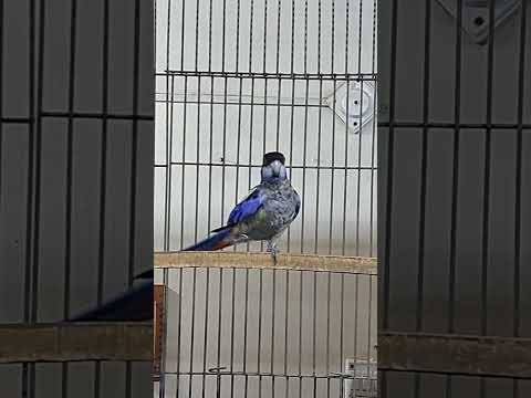 Northern Rosella #parrots #breeding #birds #talkingparrot #ytshorts #breedingsetup #hach #rosella