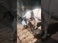 New born baby goat #goat #teddygoats #bakra #bakri #newborn #barbari #teddybakra