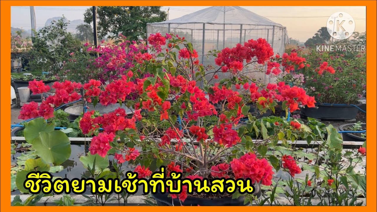 ชีวิตยามเช้าที่บ้านสวน ❤️