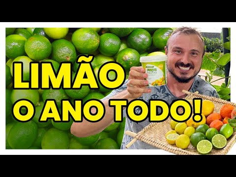 Vídeo: Limão em casa. cultivo